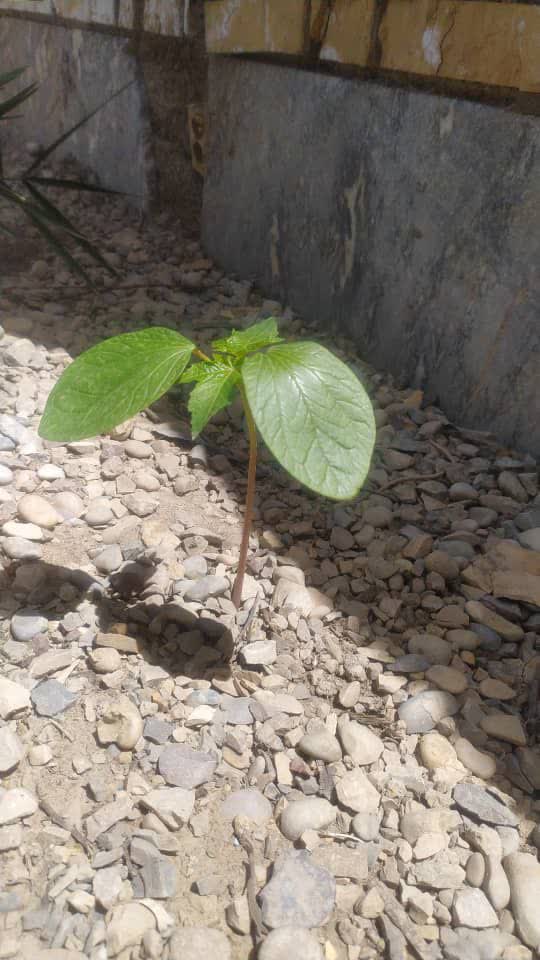 جوانه زدن بذر تکاور