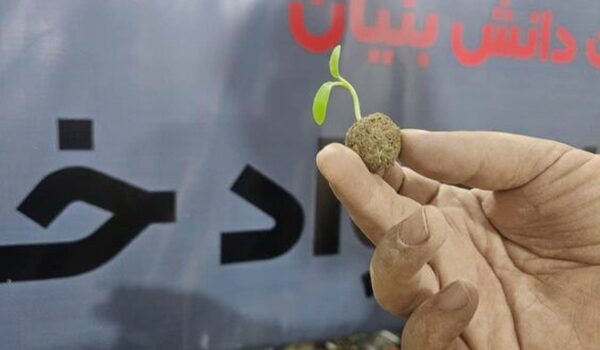 بذر تکاور رشد کرده نانو مواد خاکستری
